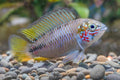 Opal Umbrella Cichlid