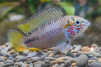 Opal Umbrella Cichlid