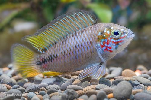 Opal Umbrella Cichlid