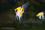 Orange Koi Angelfish