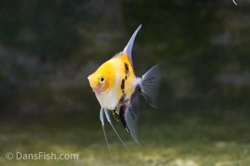 Orange Koi Angelfish