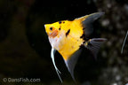 Orange Koi Angelfish