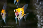 Orange Koi Angelfish