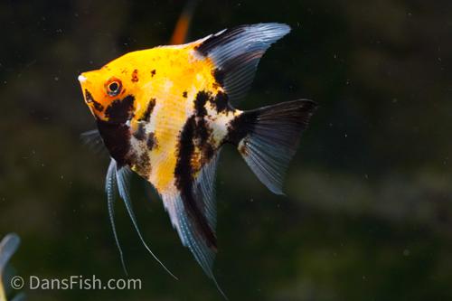 Orange Koi Angelfish