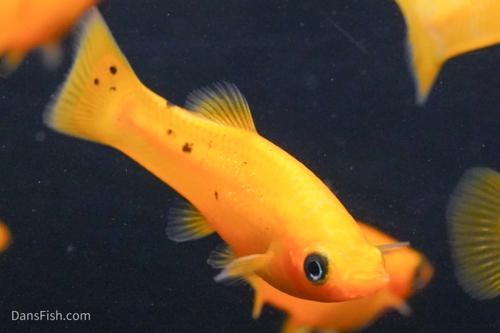 Orange Molly