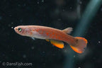 Orange Spadetail Killifish