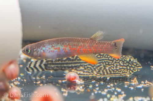 Orange Spadetail Killifish