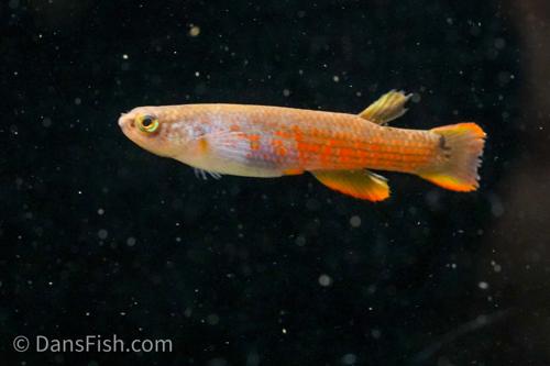 Orange Spadetail Killifish
