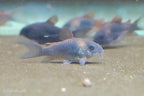Orange Venezuelan Cory