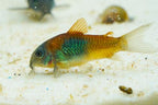 Orange Venezuelan Cory
