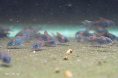 Orange Venezuelan Cory
