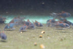 Orange Venezuelan Cory