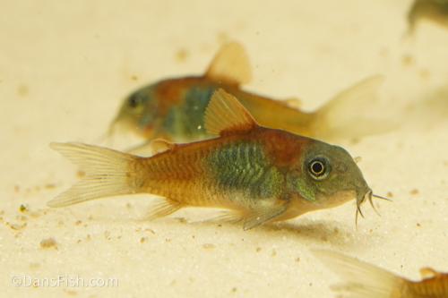 Orange Venezuelan Cory