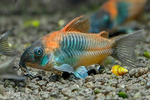 Orange Venezuelan Cory