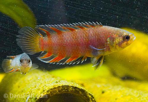 Ornate Ctenopoma