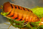 Ornate Ctenopoma