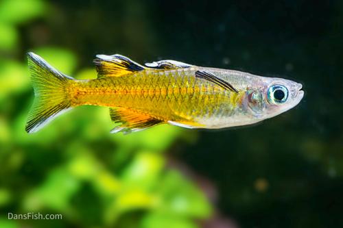 Pacific Blue Eye Rainbow