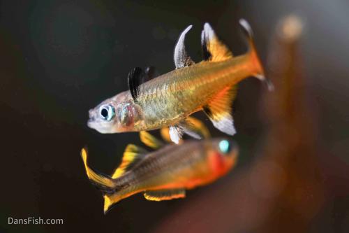 Pacific Blue Eye Rainbow