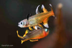 Pacific Blue Eye Rainbow