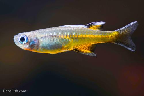 Pacific Blue Eye Rainbow