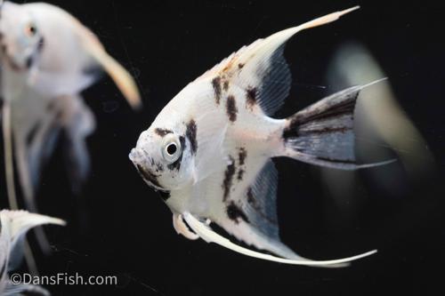Panda Angelfish