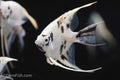 Panda Angelfish