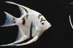 Panda Angelfish