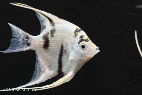 Panda Angelfish