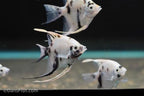 Panda Angelfish