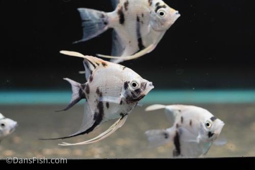 Panda Angelfish