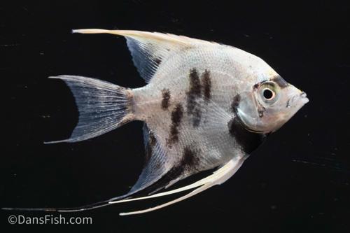 Panda Angelfish