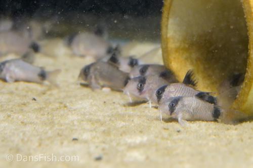 Panda Cory