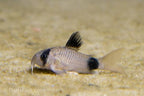 Panda Cory