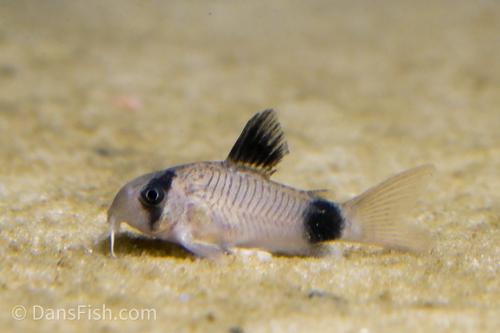 Panda Cory