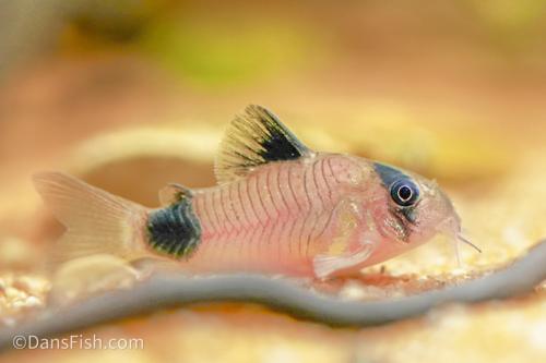 Panda Cory