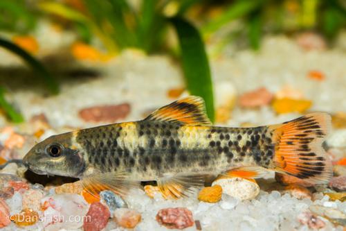 Panda Garra