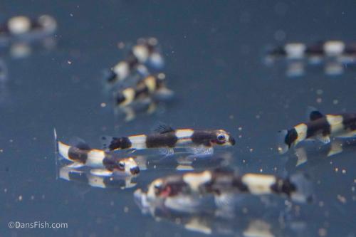 Panda Loach