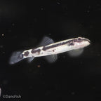 Panda Loach
