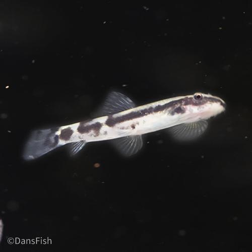 Panda Loach
