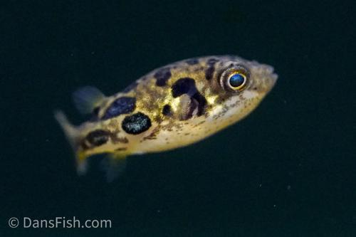 Pea Puffer