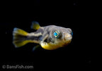 Pea Puffer
