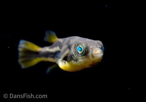 Pea Puffer