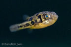 Pea Puffer