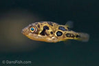 Pea Puffer