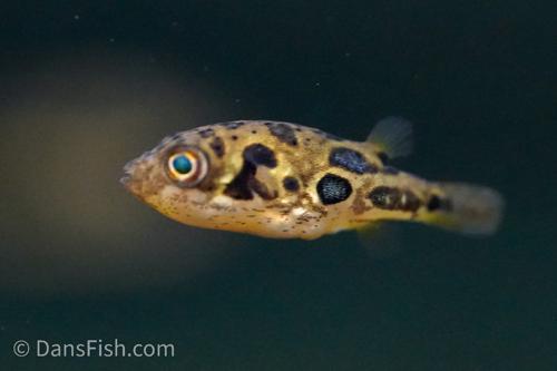 Pea Puffer