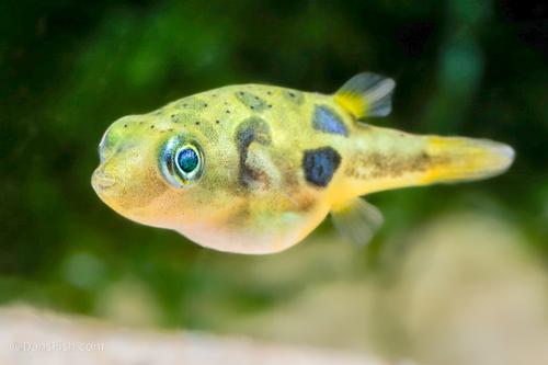 Pea Puffer