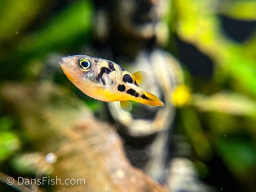 Pea Puffer