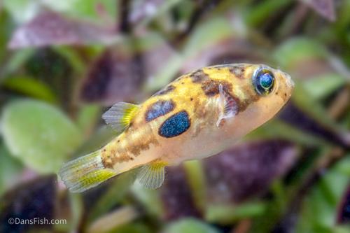 Pea Puffer