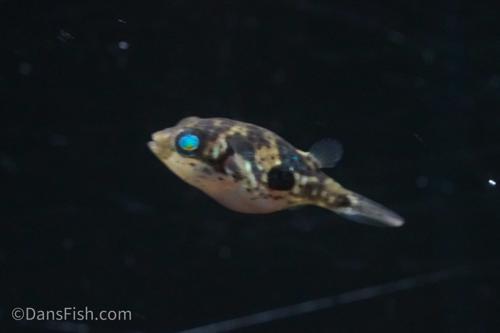 Pea Puffer 'West Java'