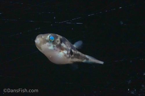 Pea Puffer 'West Java'